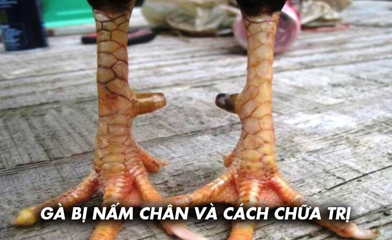 Nguyên nhân gà bị nấm chân và cách chữa từ cao thủ Ga6789